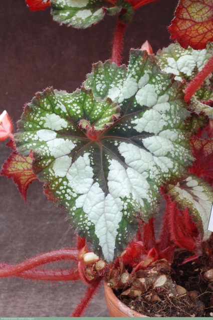 B. ‘Carmelita’